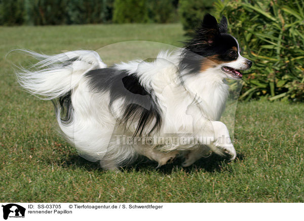 rennender Papillon / running Papillon / SS-03705