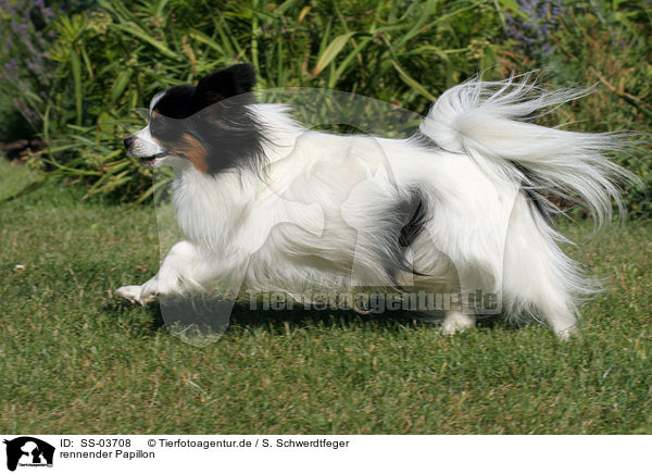rennender Papillon / running Papillon / SS-03708