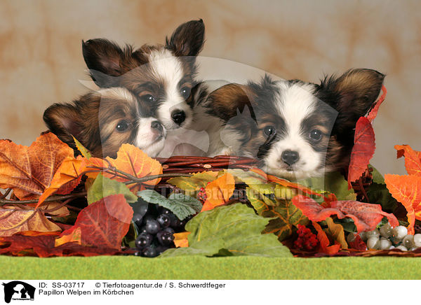 Papillon Welpen im Krbchen / Papillon Puppies in basket / SS-03717