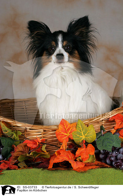 Papillon im Krbchen / Papillon in basket / SS-03733