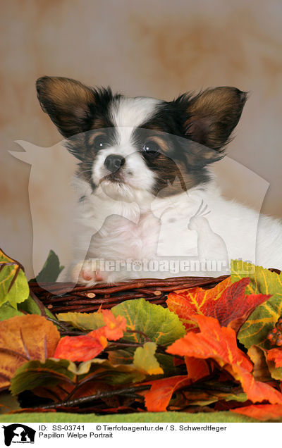 Papillon Welpe / Papillon Puppy / SS-03741