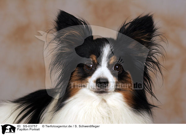 Papillon Portrait / Papillon Portrait / SS-03757