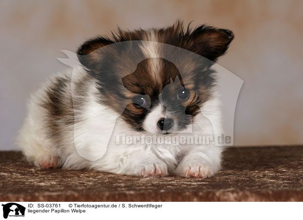 Papillon Welpe / Papillon Puppy / SS-03761