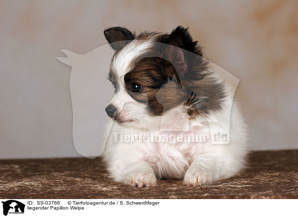 Papillon Welpe / Papillon Puppy / SS-03766
