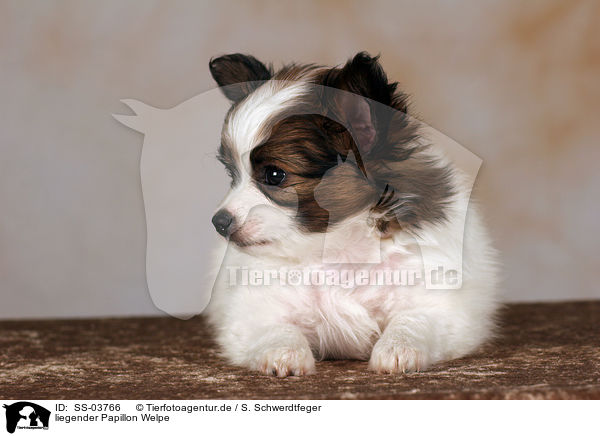 liegender Papillon Welpe / SS-03766