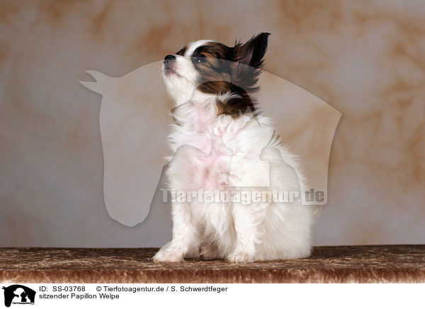 sitzender Papillon Welpe / SS-03768