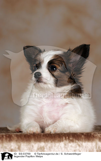Papillon Welpe / Papillon Puppy / SS-03769