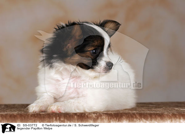 liegender Papillon Welpe / SS-03772