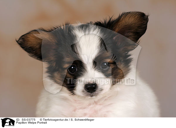 Papillon Welpe Portrait / Papillon Puppy Portrait / SS-03775
