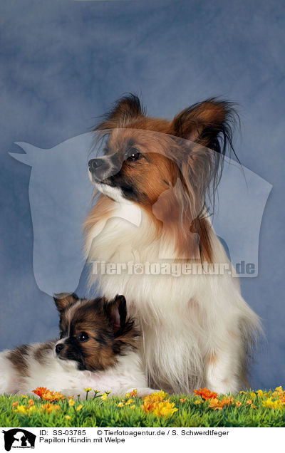 Papillon Hndin mit Welpe / SS-03785