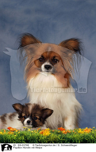 Papillon Hndin mit Welpen / Papillon mother with puppy / SS-03786