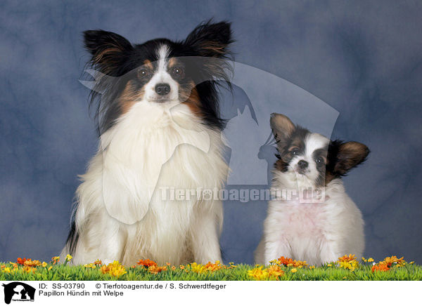 Papillon Hndin mit Welpe / SS-03790