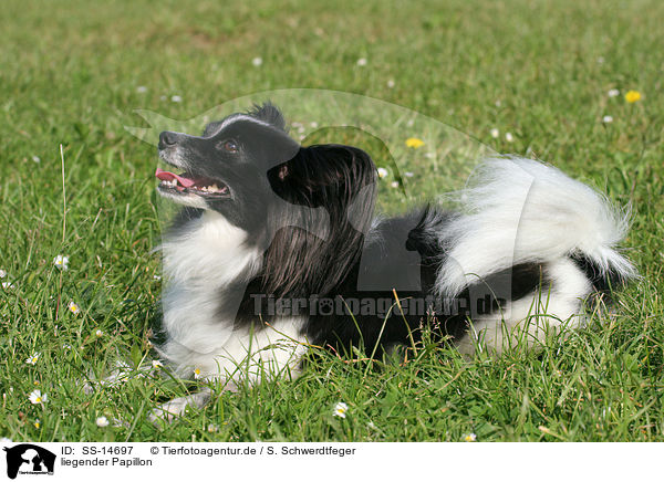 liegender Papillon / lying Papillon / SS-14697