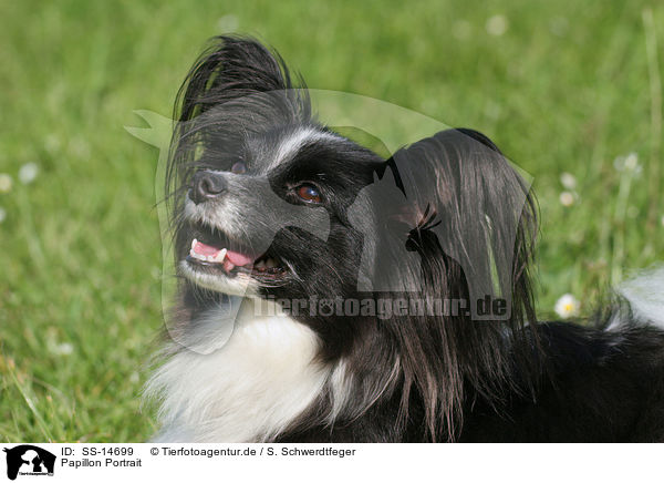 Papillon Portrait / Papillon Portrait / SS-14699