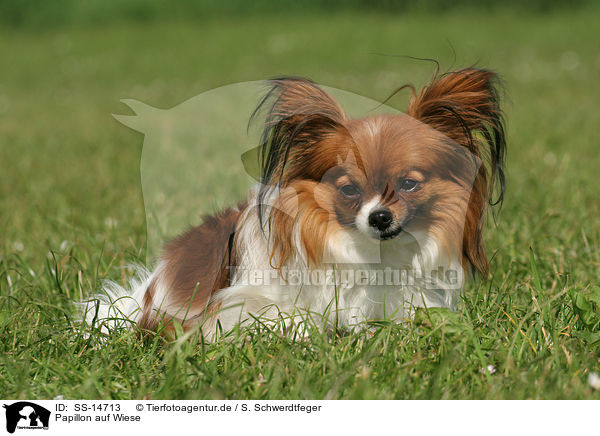 Papillon auf Wiese / Papillon in the meadow / SS-14713