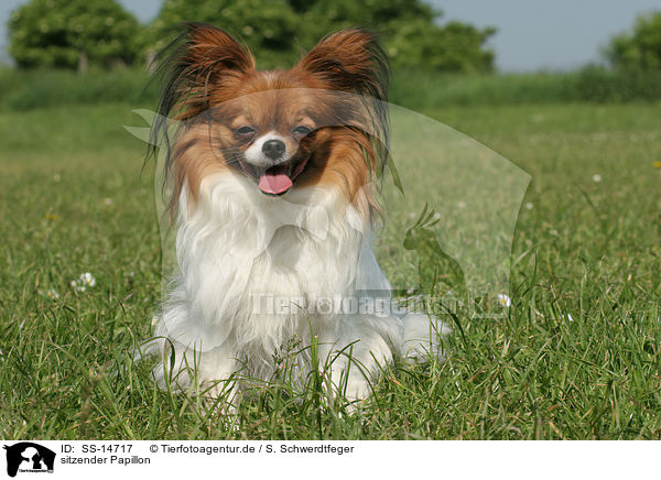 sitzender Papillon / sitting Papillon / SS-14717