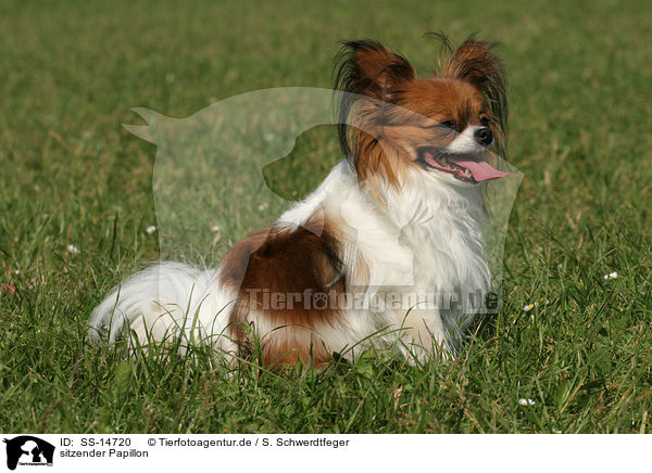 sitzender Papillon / sitting Papillon / SS-14720