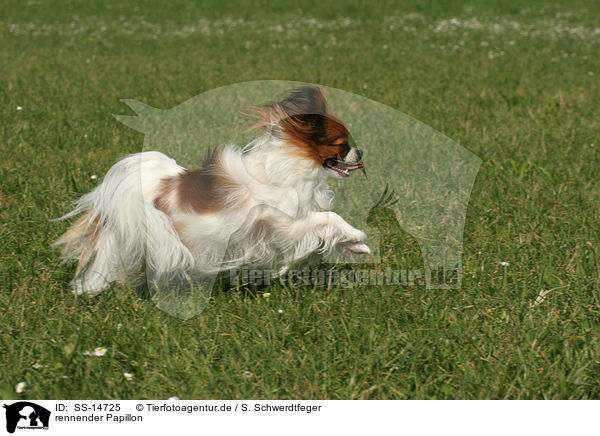 rennender Papillon / running Papillon / SS-14725