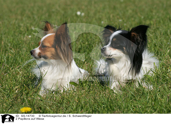 2 Papillons auf Wiese / 2 Papillons in the meadow / SS-14730