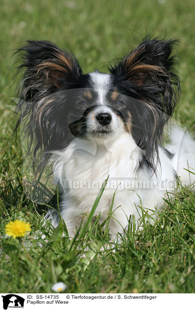 Papillon auf Wiese / Papillon in the meadow / SS-14735
