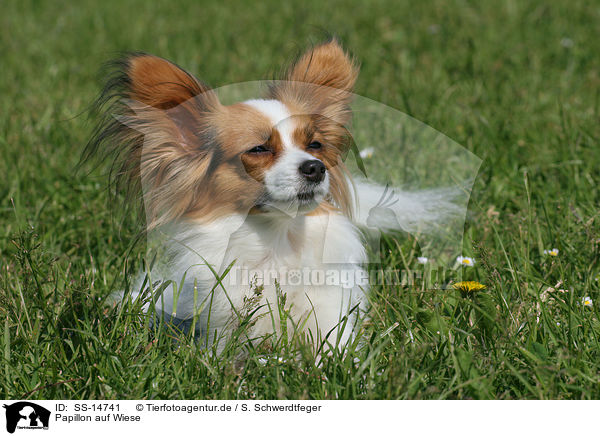 Papillon auf Wiese / Papillon in the meadow / SS-14741