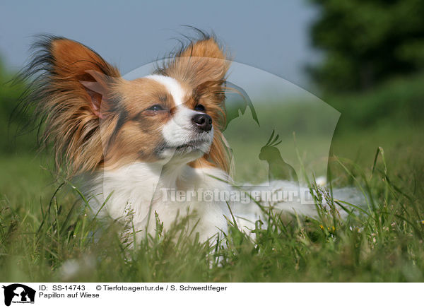 Papillon auf Wiese / Papillon in the meadow / SS-14743