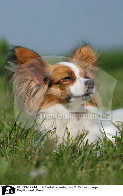 Papillon auf Wiese / Papillon in the meadow / SS-14744