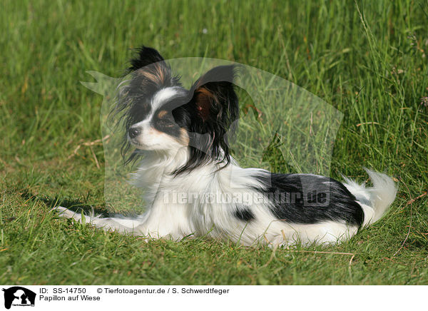 Papillon auf Wiese / Papillon in the meadow / SS-14750
