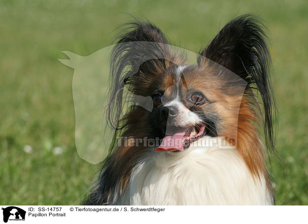 Papillon Portrait / SS-14757