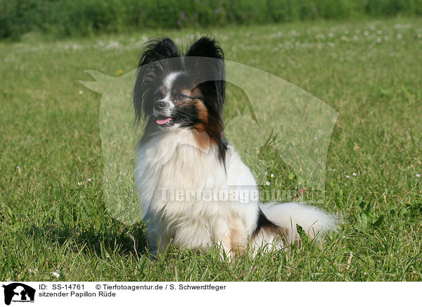 sitzender Papillon Rde / sitting male Papillon / SS-14761