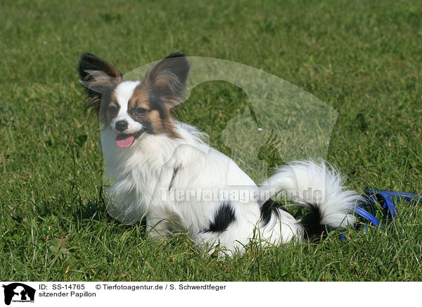sitzender Papillon / SS-14765