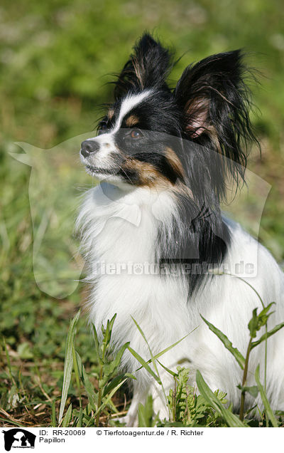 Papillon / Papillon / RR-20069