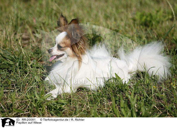 Papillon auf Wiese / Papillon on meadow / RR-20081