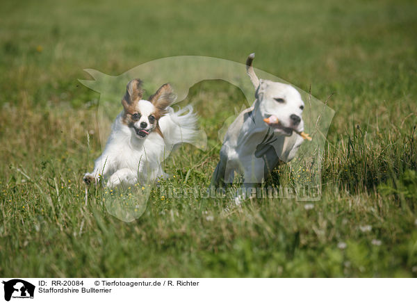 Staffordshire Bullterrier / RR-20084