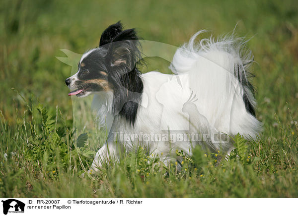 rennender Papillon / running Papillon / RR-20087