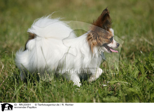rennender Papillon / RR-20091