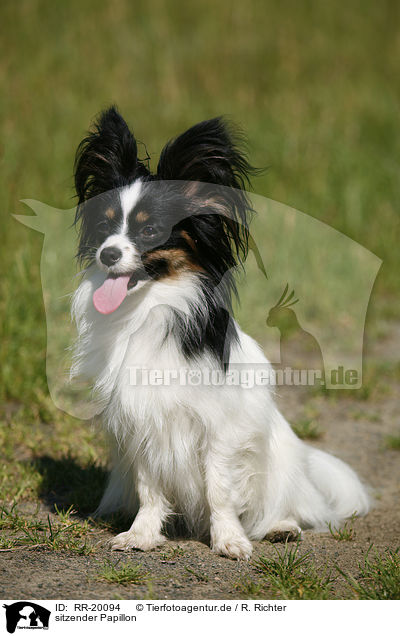 sitzender Papillon / RR-20094