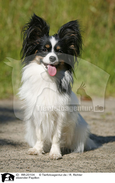 sitzender Papillon / RR-20104