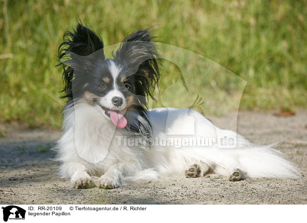 liegender Papillon / RR-20109