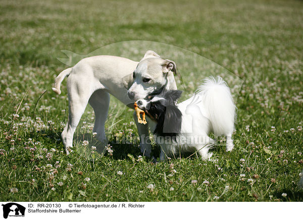 Staffordshire Bullterrier / RR-20130