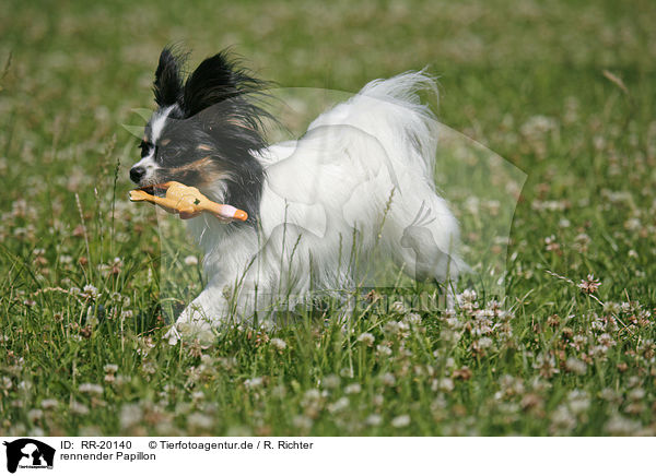 rennender Papillon / running Papillon / RR-20140