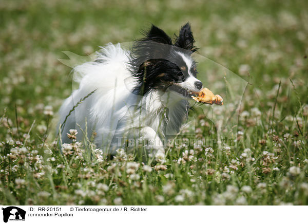 rennender Papillon / RR-20151