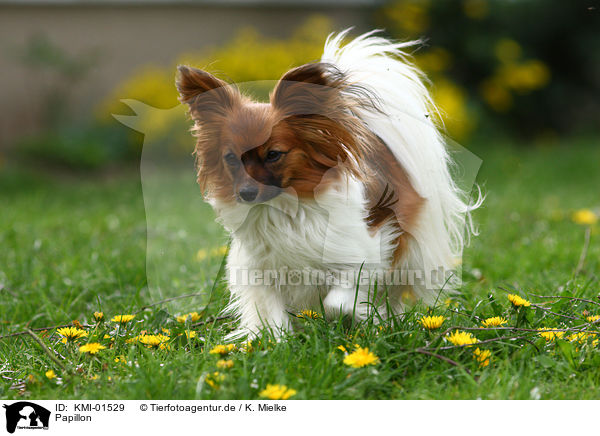 Papillon / Papillon / KMI-01529