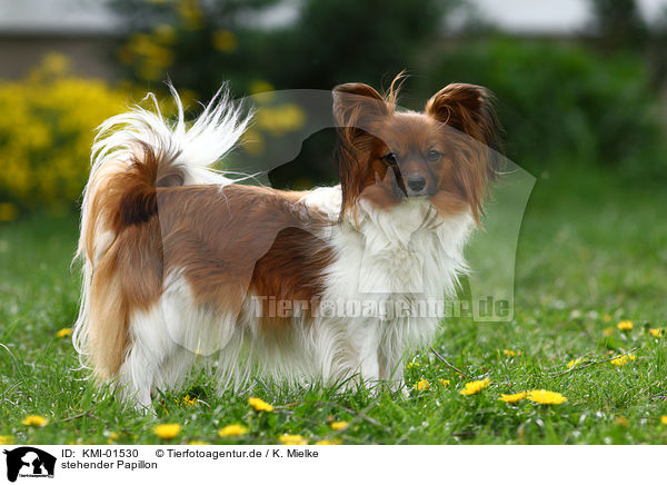 stehender Papillon / standing Papillon / KMI-01530