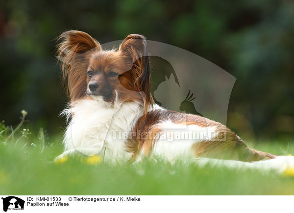 Papillon auf Wiese / Papillon on meadow / KMI-01533
