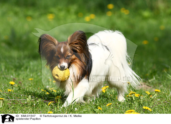 spielender Papillon / playing Papillon / KMI-01547