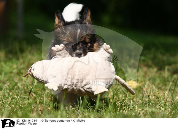 Papillon Welpe / Papillon puppy / KMI-01914