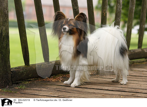 Papillon / DG-02019