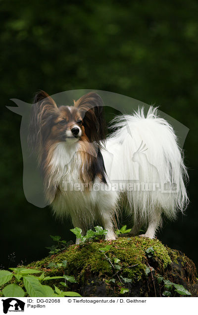Papillon / Papillon / DG-02068