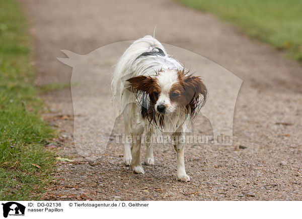nasser Papillon / wet Papillon / DG-02136